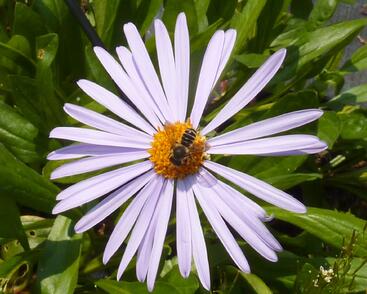 Hvězdnice tongolská 'Berggarten'