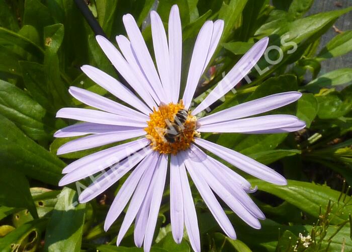 Hvězdnice tongolská 'Berggarten' - Aster tongolensis 'Berggarten'