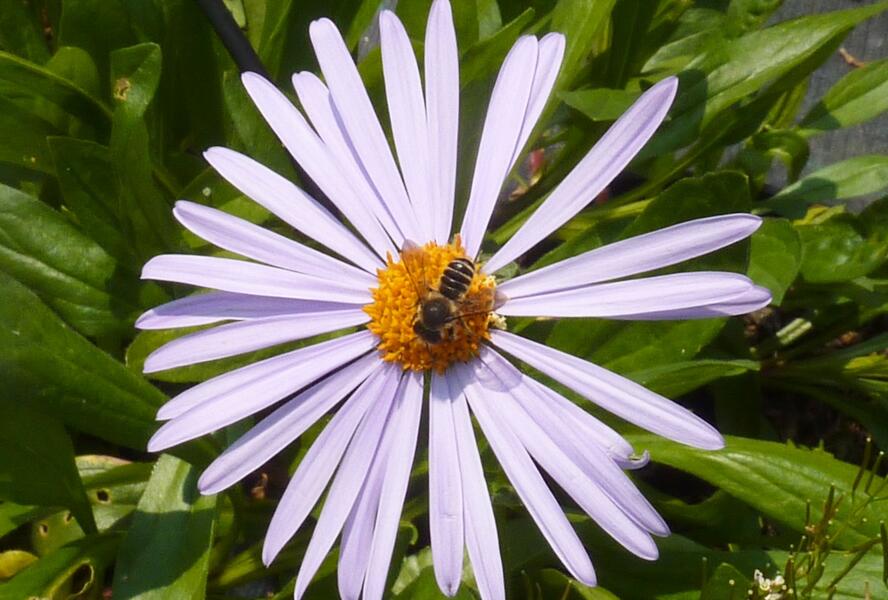 Hvězdnice tongolská 'Berggarten' - Aster tongolensis 'Berggarten'