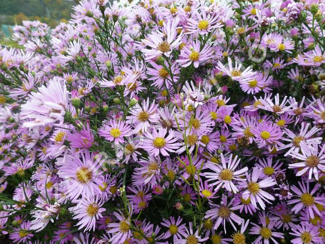 Hvězdnice Pringleova 'Pink Star' - Aster pringlei 'Pink Star'