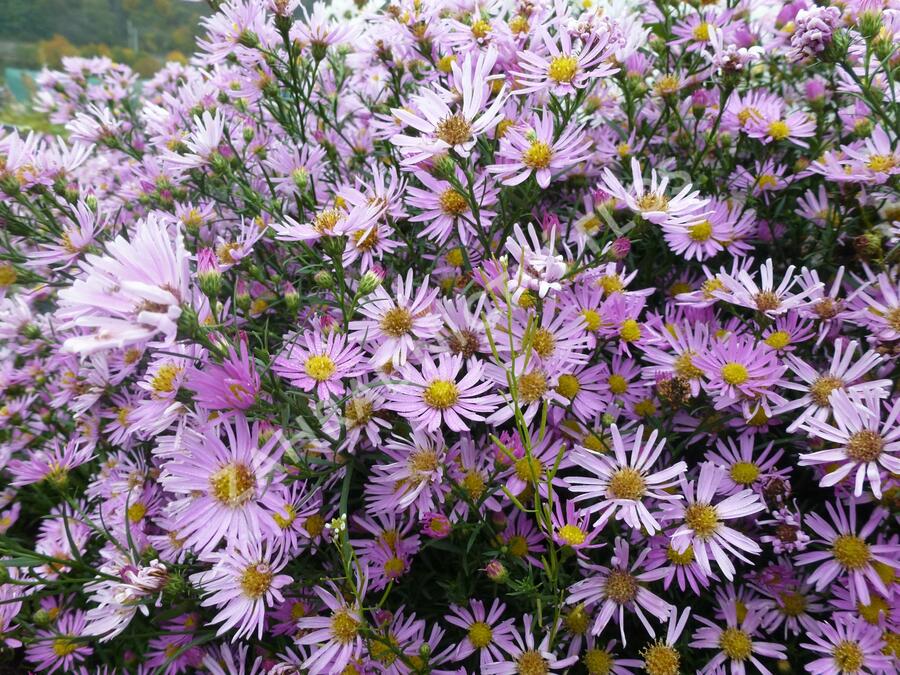 Hvězdnice Pringleova 'Pink Star' - Aster pringlei 'Pink Star'