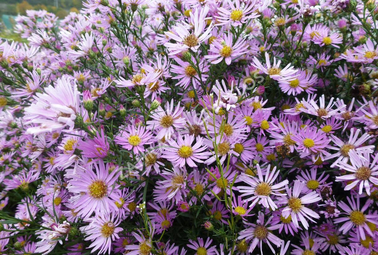 Hvězdnice Pringleova 'Pink Star' - Aster pringlei 'Pink Star'