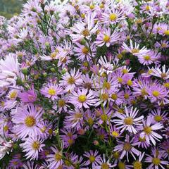 Hvězdnice Pringleova 'Pink Star' - Aster pringlei 'Pink Star'