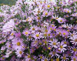 Hvězdnice Pringleova 'Pink Star'