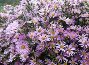 Hvězdnice Pringleova 'Pink Star' - Aster pringlei 'Pink Star'