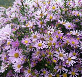 Hvězdnice Pringleova 'Pink Star' - Aster pringlei 'Pink Star'