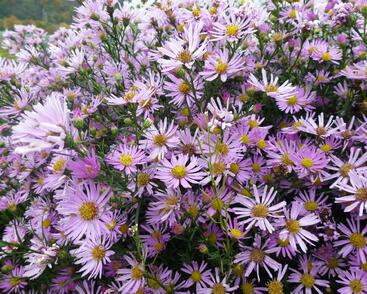 Hvězdnice Pringleova 'Pink Star'