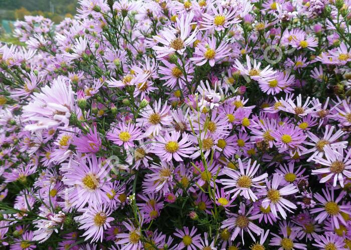 Hvězdnice Pringleova 'Pink Star' - Aster pringlei 'Pink Star'