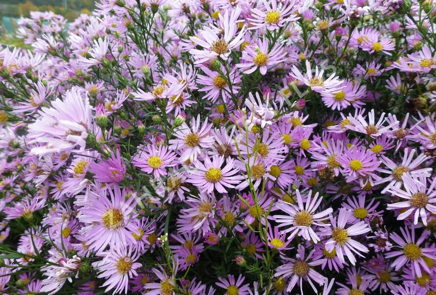 Hvězdnice Pringleova 'Pink Star' - Aster pringlei 'Pink Star'