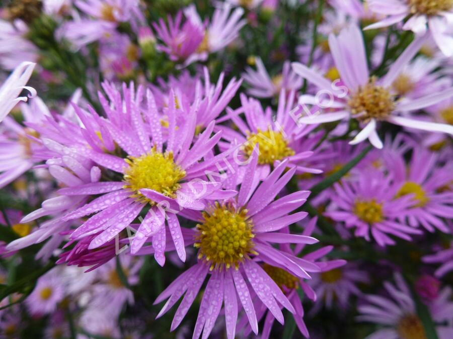 Hvězdnice Pringleova 'Pink Star' - Aster pringlei 'Pink Star'