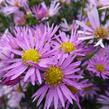 Hvězdnice Pringleova 'Pink Star' - Aster pringlei 'Pink Star'