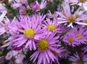 Hvězdnice Pringleova 'Pink Star' - Aster pringlei 'Pink Star'