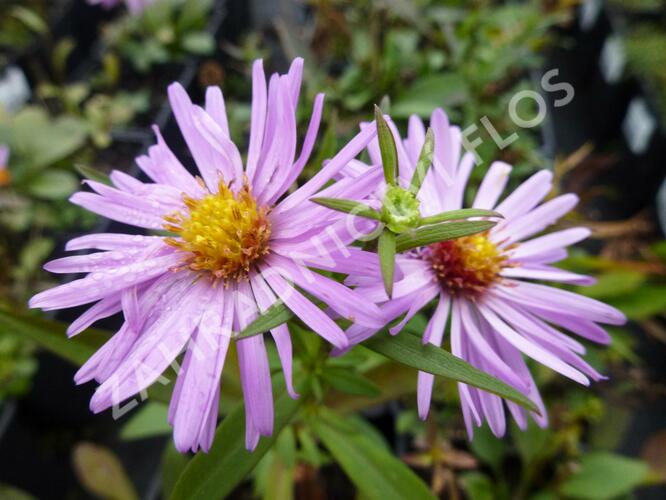 Hvězdnice novobelgická 'Rosenhügel' - Aster novi-belgii 'Rosenhügel'