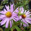 Hvězdnice novobelgická 'Rosenhügel' - Aster novi-belgii 'Rosenhügel'