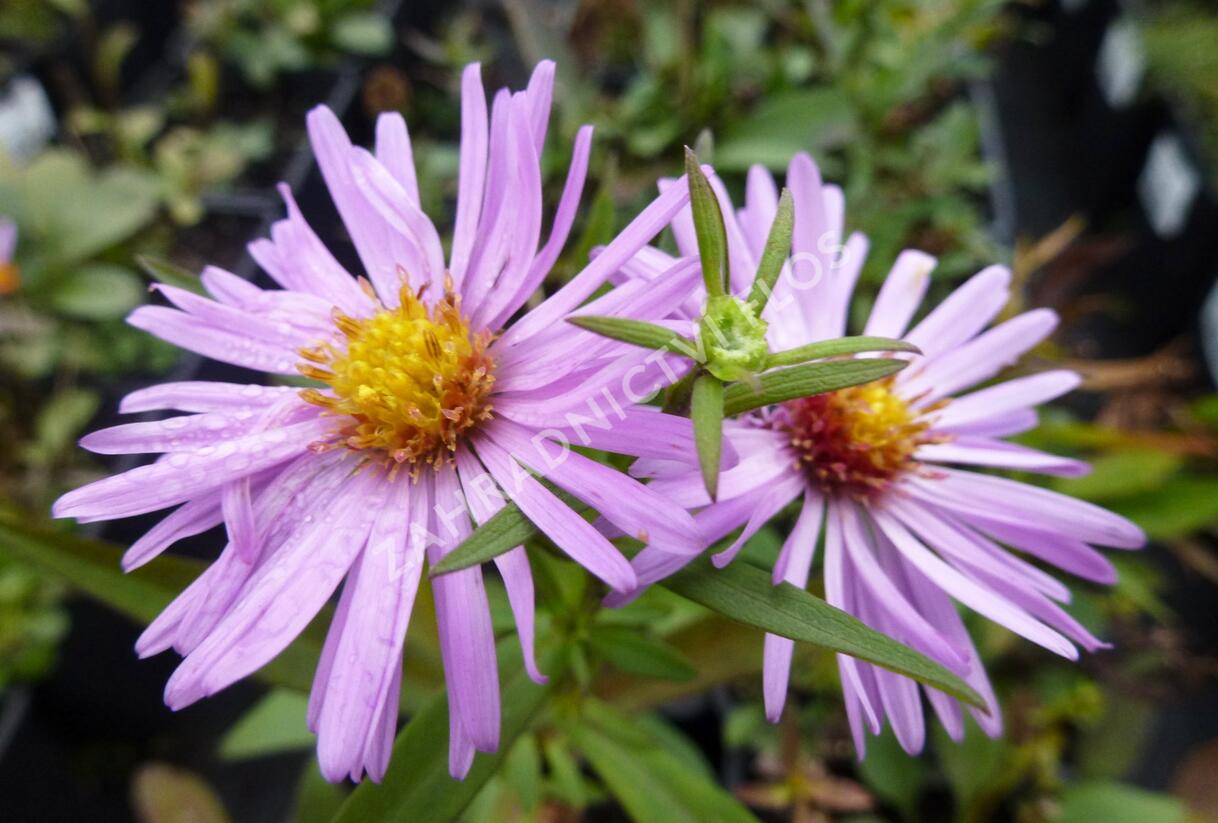 Hvězdnice novobelgická 'Rosenhügel' - Aster novi-belgii 'Rosenhügel'