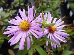 Hvězdnice novobelgická 'Rosenhügel' - Aster novi-belgii 'Rosenhügel'