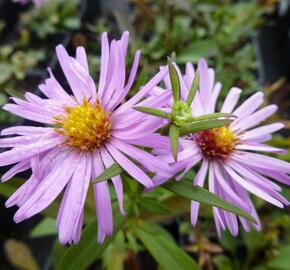 Hvězdnice novobelgická 'Rosenhügel' - Aster novi-belgii 'Rosenhügel'