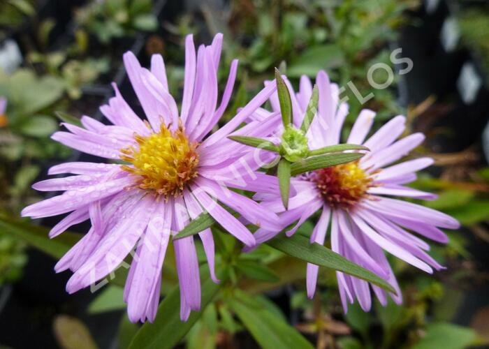 Hvězdnice novobelgická 'Rosenhügel' - Aster novi-belgii 'Rosenhügel'
