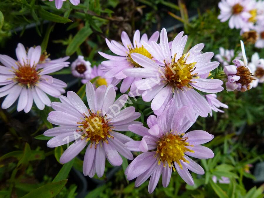 Hvězdnice novobelgická 'Rosenhügel' - Aster novi-belgii 'Rosenhügel'