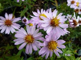 Hvězdnice novobelgická 'Rosenhügel' - Aster novi-belgii 'Rosenhügel'