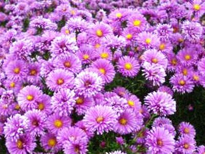 Hvězdnice novobelgická 'Lady Frances' - Aster novi-belgii 'Lady Frances'