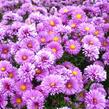 Hvězdnice novobelgická 'Lady Frances' - Aster novi-belgii 'Lady Frances'