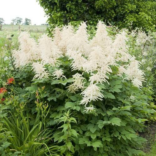 Udatna 'Whirlwind' - Aruncus dioicis 'Kneiffii-Whirlwind'
