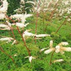 Udatna 'Woldemar Meier' - Aruncus aethusifolius 'Woldemar Meier'
