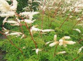 Udatna dvoudomá 'Woldemar Meier' - Aruncus aethusifolius 'Woldemar Meier'