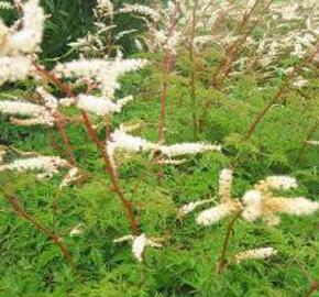 Udatna 'Woldemar Meier' - Aruncus aethusifolius 'Woldemar Meier'