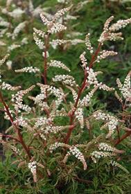 Udatna 'Woldemar Meier' - Aruncus aethusifolius 'Woldemar Meier'