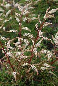 Udatna dvoudomá 'Woldemar Meier' - Aruncus aethusifolius 'Woldemar Meier'