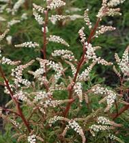 Udatna dvoudomá 'Woldemar Meier' - Aruncus aethusifolius 'Woldemar Meier'