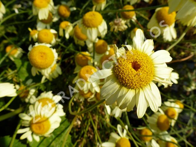 Rmen barvířský 'E.C. Buxton' - Anthemis tinctoria 'E.C. Buxton'