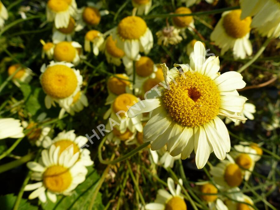 Rmen barvířský 'E.C. Buxton' - Anthemis tinctoria 'E.C. Buxton'