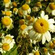 Rmen barvířský 'E.C. Buxton' - Anthemis tinctoria 'E.C. Buxton'