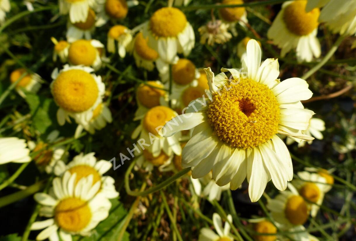 Rmen barvířský 'E.C. Buxton' - Anthemis tinctoria 'E.C. Buxton'