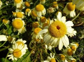 Rmen barvířský 'E.C. Buxton' - Anthemis tinctoria 'E.C. Buxton'