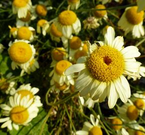 Rmen barvířský 'E.C. Buxton' - Anthemis tinctoria 'E.C. Buxton'