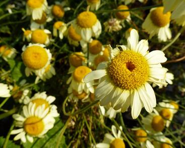 Rmen barvířský 'E.C. Buxton'