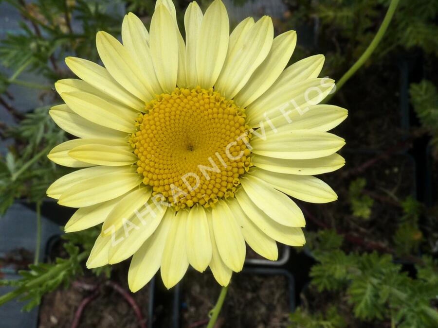 Rmen barvířský 'E.C. Buxton' - Anthemis tinctoria 'E.C. Buxton'