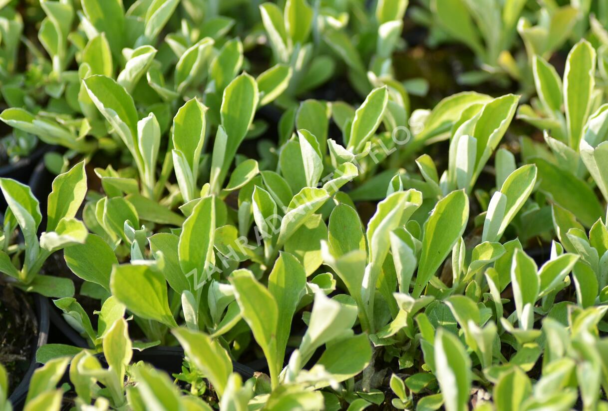 Kociánek jitrocelolistý - Antennaria plantaginifolia