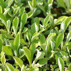 Kociánek jitrocelolistý - Antennaria plantaginifolia