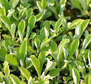 Kociánek jitrocelolistý - Antennaria plantaginifolia