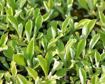 Kociánek jitrocelolistý