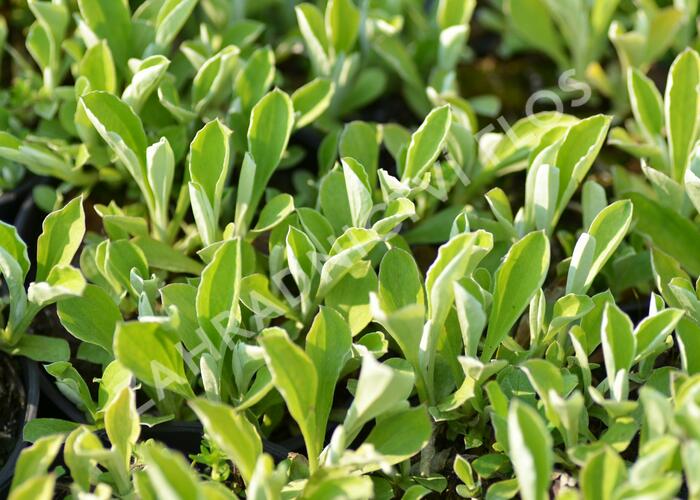 Kociánek jitrocelolistý - Antennaria plantaginifolia