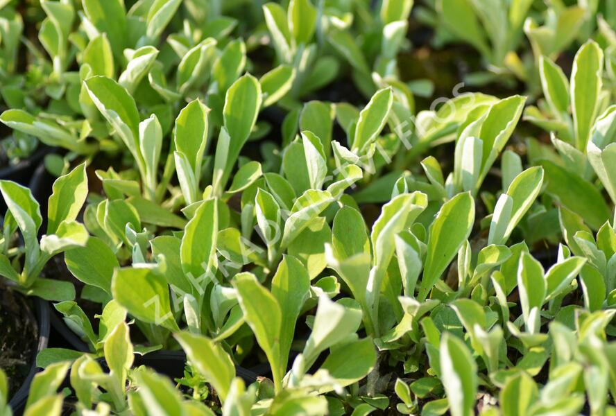 Kociánek jitrocelolistý - Antennaria plantaginifolia