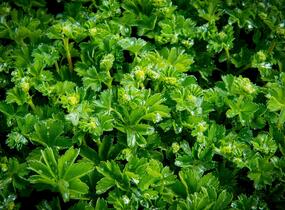 Kontryhel - Alchemilla caucasica