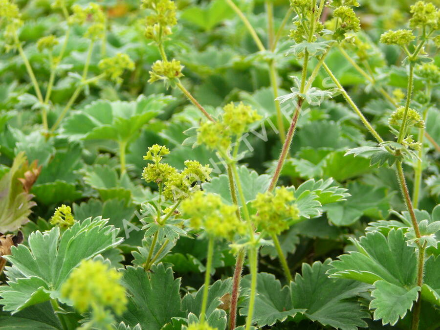Kontryhel - Alchemilla caucasica