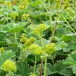 Kontryhel - Alchemilla caucasica